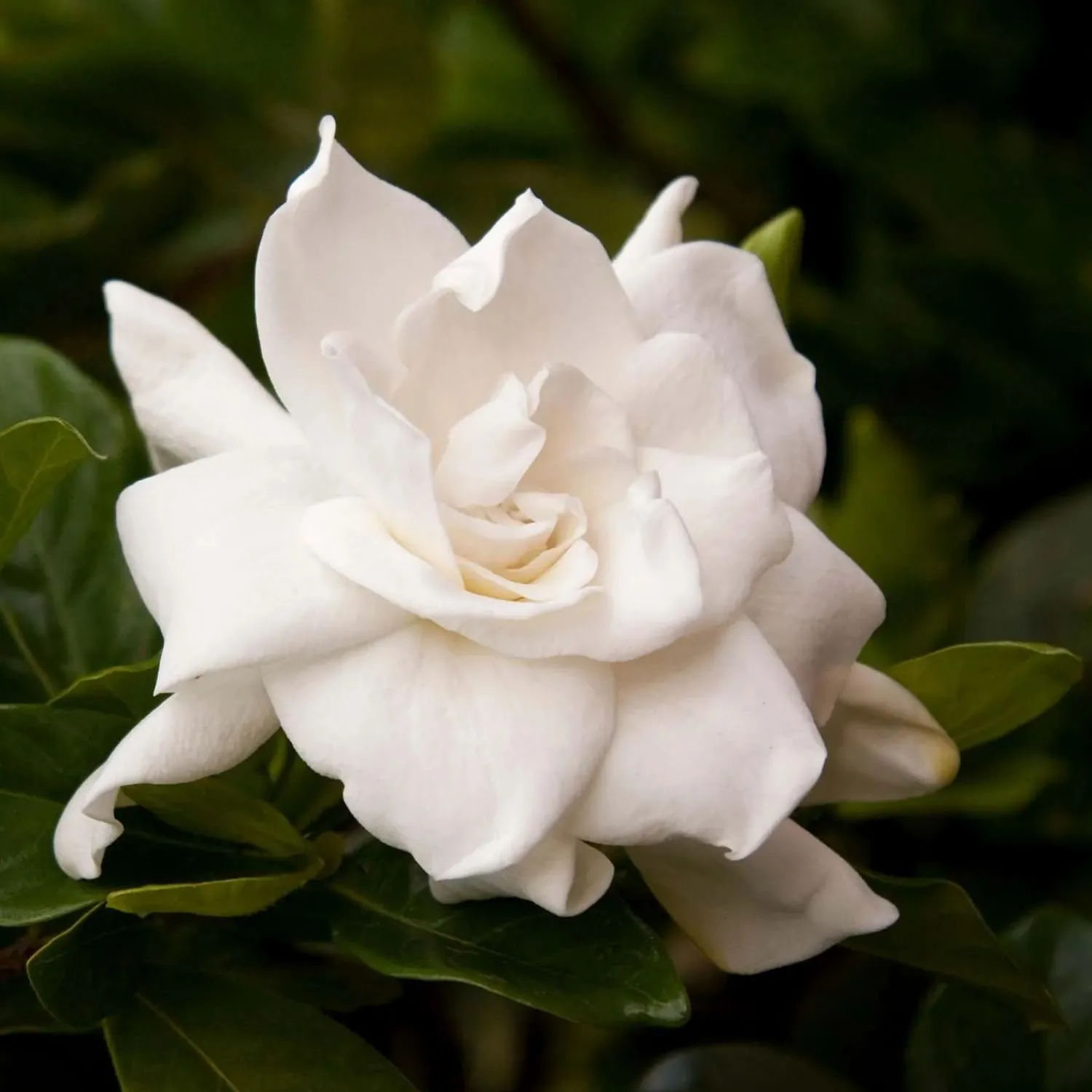 gardenia_august_beauty__august_beauty_gardenia___gallon_0.webp Gardenia 'August Beauty' - August Beauty Gardenia - 1 Gallon>Roger's Gardens Best Sale