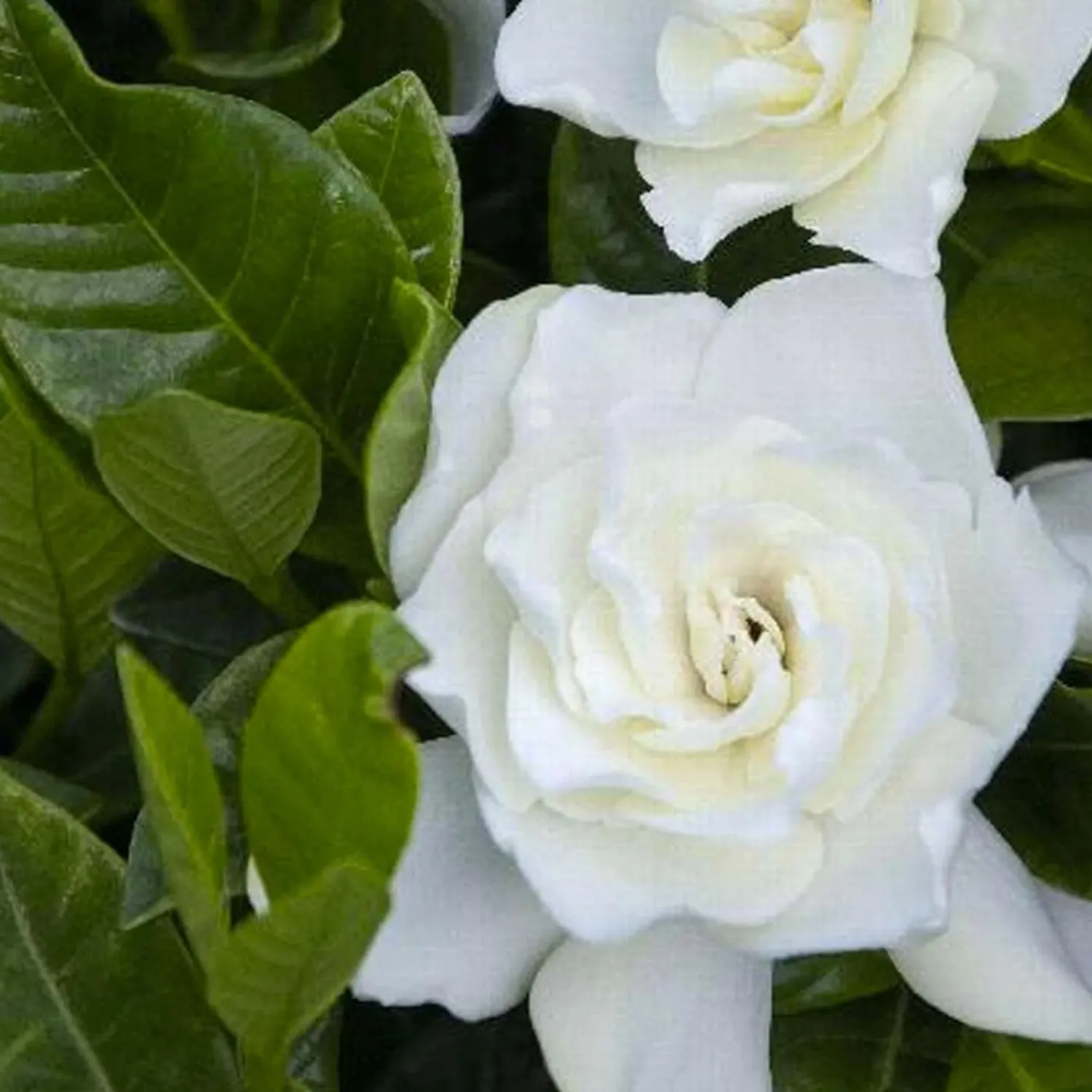 gardenia_veitchii__everblooming_gardenia___gallon_0.webp Gardenia 'Veitchii' - Everblooming Gardenia - 1 Gallon>Roger's Gardens Sale