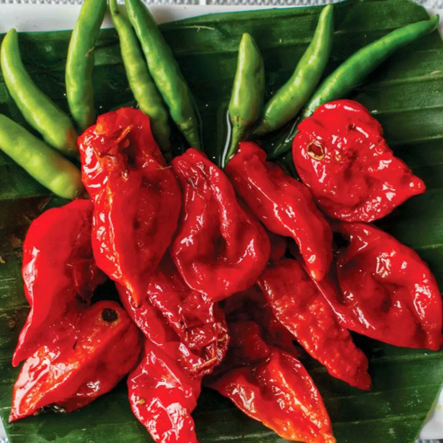 ghost_bhut_jolokia___pot_0.webp Ghost (Bhut Jolokia) - 4" Pot>Roger's Gardens Sale