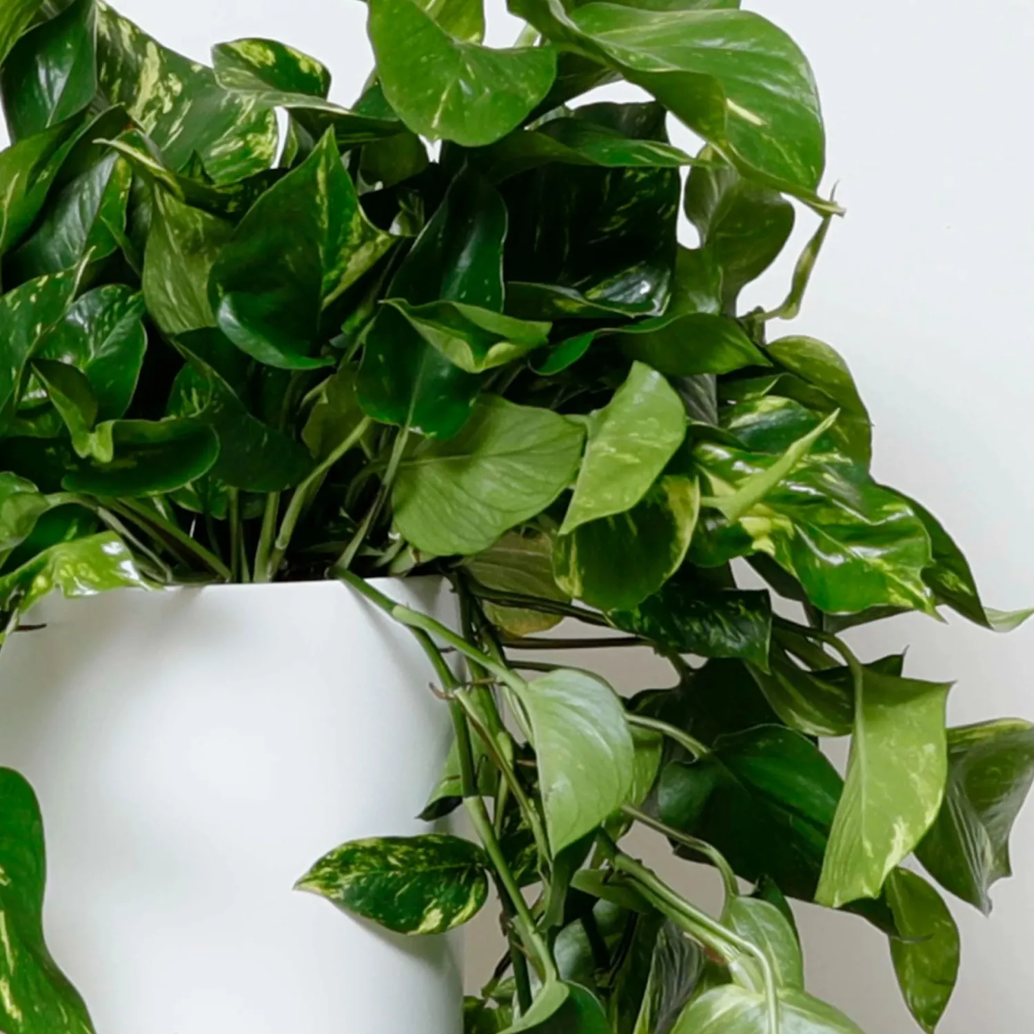 golden_pothos__epipremnum_aureum___pot_1.webp Golden Pothos - Epipremnum Aureum - 10" Pot>Roger's Gardens Sale