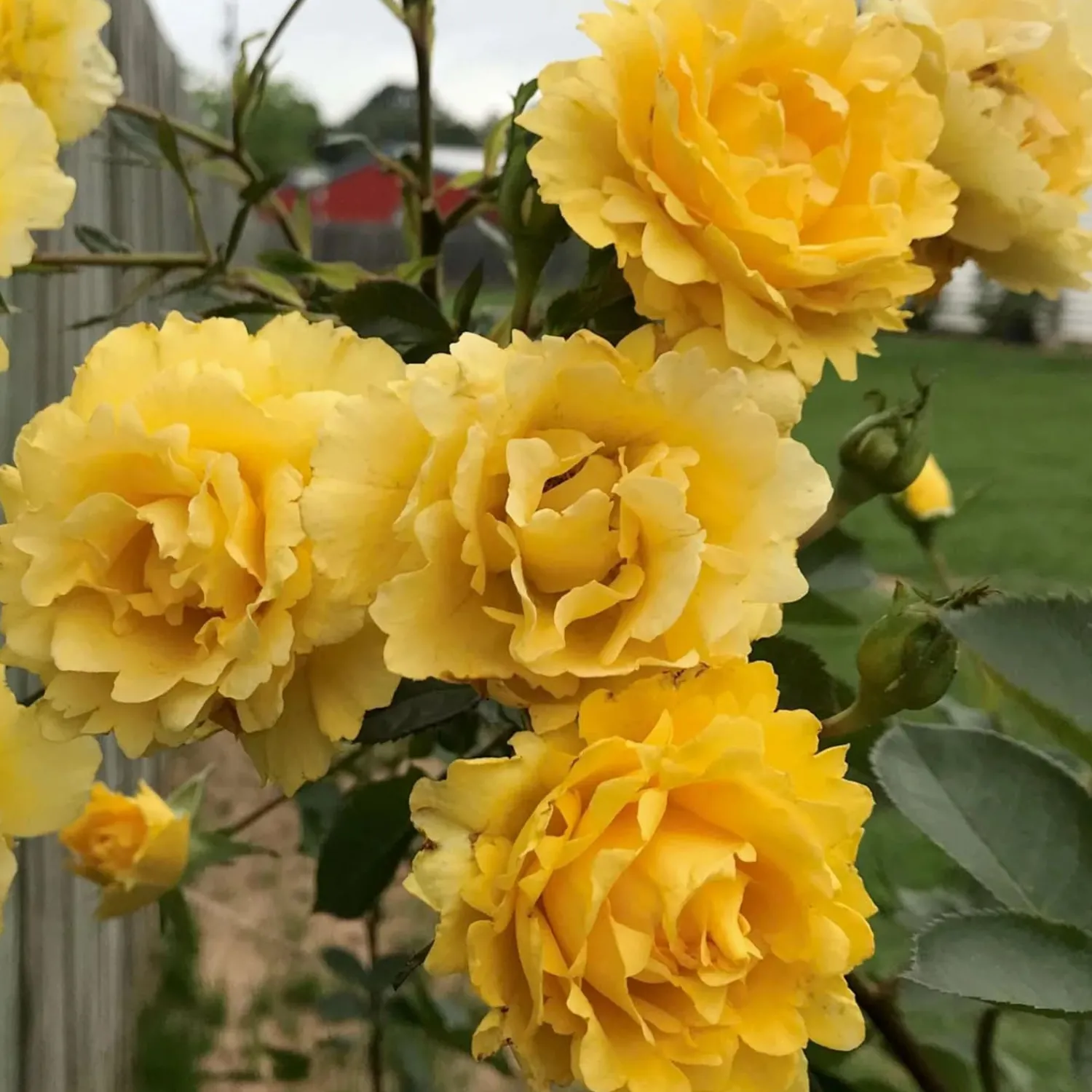 good_day_sunshine__climbing__staked___gallon_0.webp Good Day Sunshine - Climbing - Staked - 15 Gallon>Roger's Gardens Best