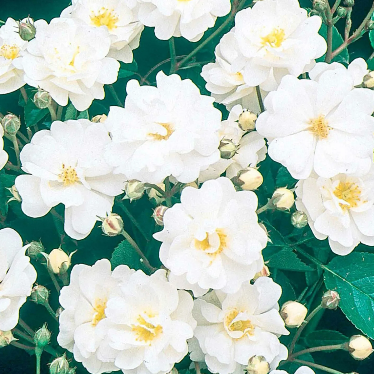 gourmet_popcorn___gallon_0.webp Gourmet Popcorn - 5 Gallon>Roger's Gardens Cheap