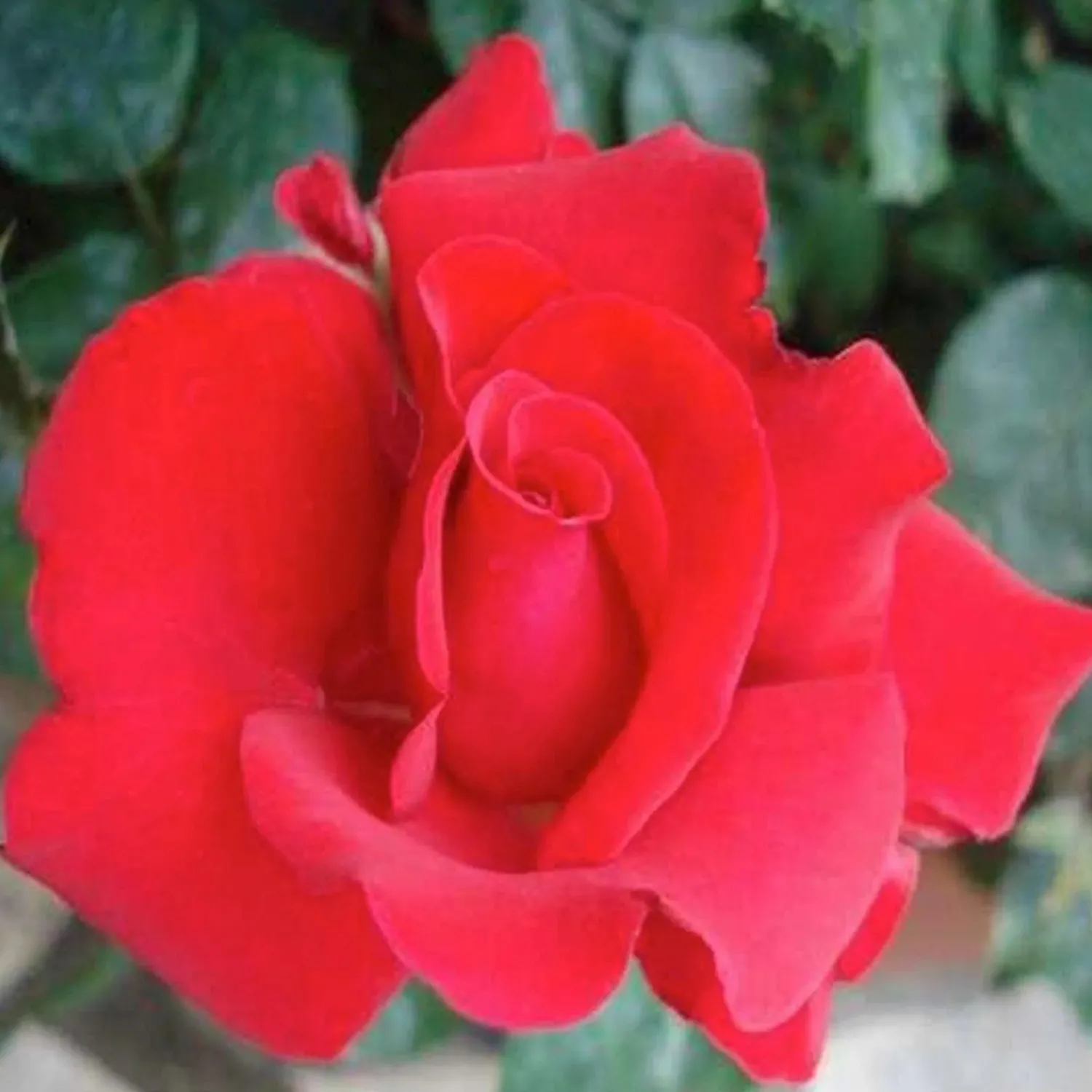 grande_amore_eleganza___gallon_0.webp Grande Amore Eleganza - 5 Gallon>Roger's Gardens Sale