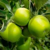 Granny Smith Apple - 10 Gallon>Roger's Gardens Hot