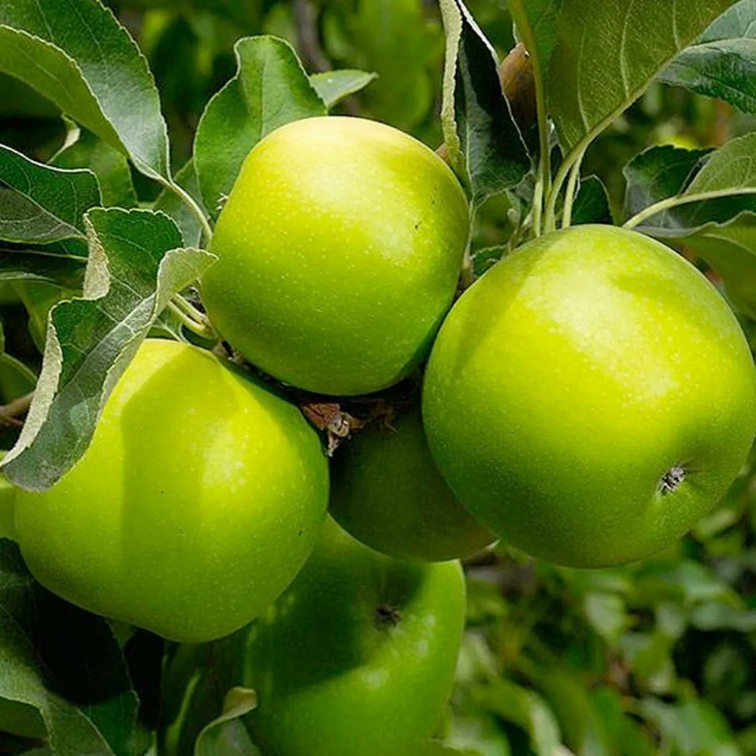 granny_smith_apple___gallon_0.webp Granny Smith Apple - 10 Gallon>Roger's Gardens Hot