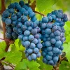 Grape 'Cabernet Sauvignon' - #5 Gallon>Roger's Gardens Store