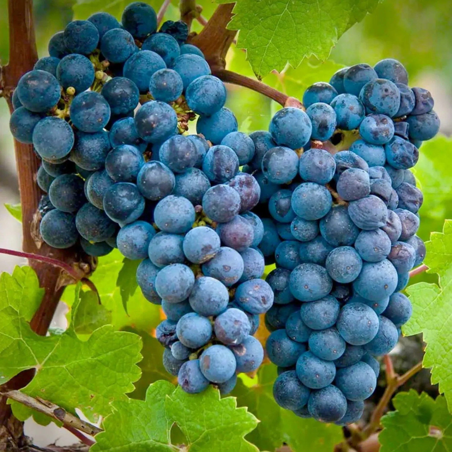grape_cabernet_sauvignon___gallon_0.webp Grape 'Cabernet Sauvignon' - #5 Gallon>Roger's Gardens Store