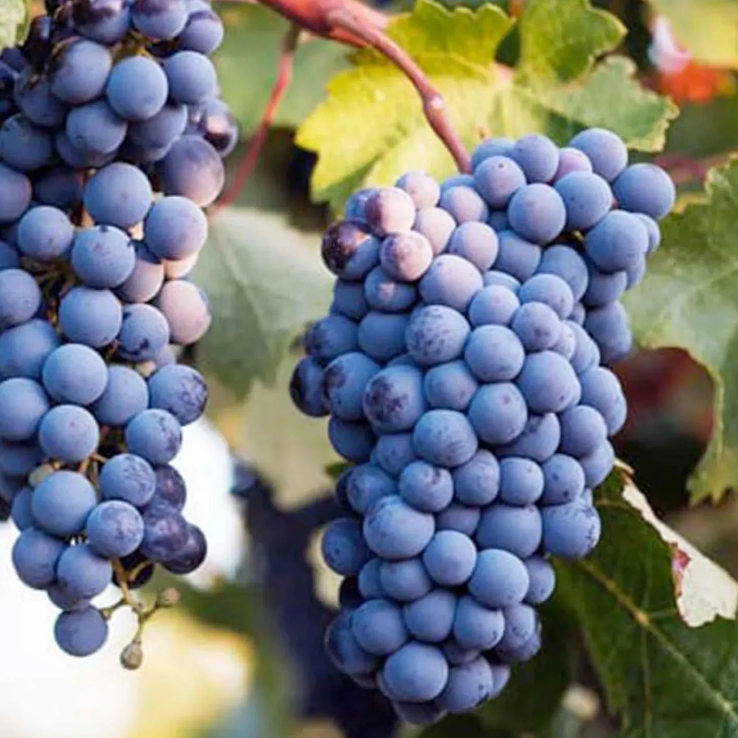 grape_syrah_aka_shiraz___gallon_0.webp Grape 'syrah' (Aka Shiraz) - #5 Gallon>Roger's Gardens Sale
