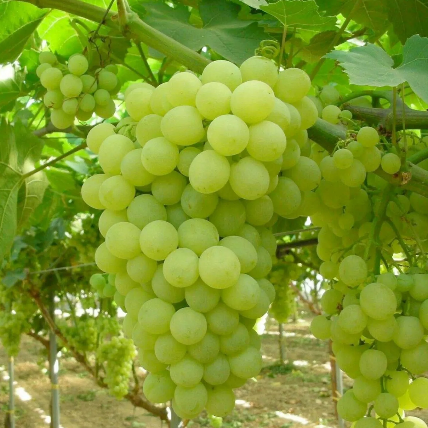 grape_thompson__seedless___gallon_0.webp Grape 'Thompson' - Seedless - #5 Gallon>Roger's Gardens New
