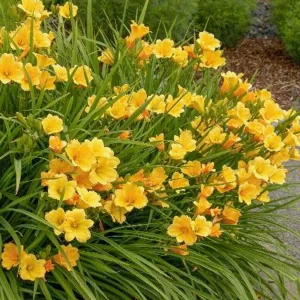Hemerocallis 'stella De Oro' - Stella De Oro Daylily - 1 Gallon>Roger's Gardens Best