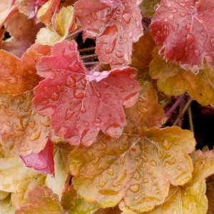 Heuchera 'Orange Delight' - Sirens' Song Orange Delight Coral Bells - 1 Gallon>Roger's Gardens Clearance