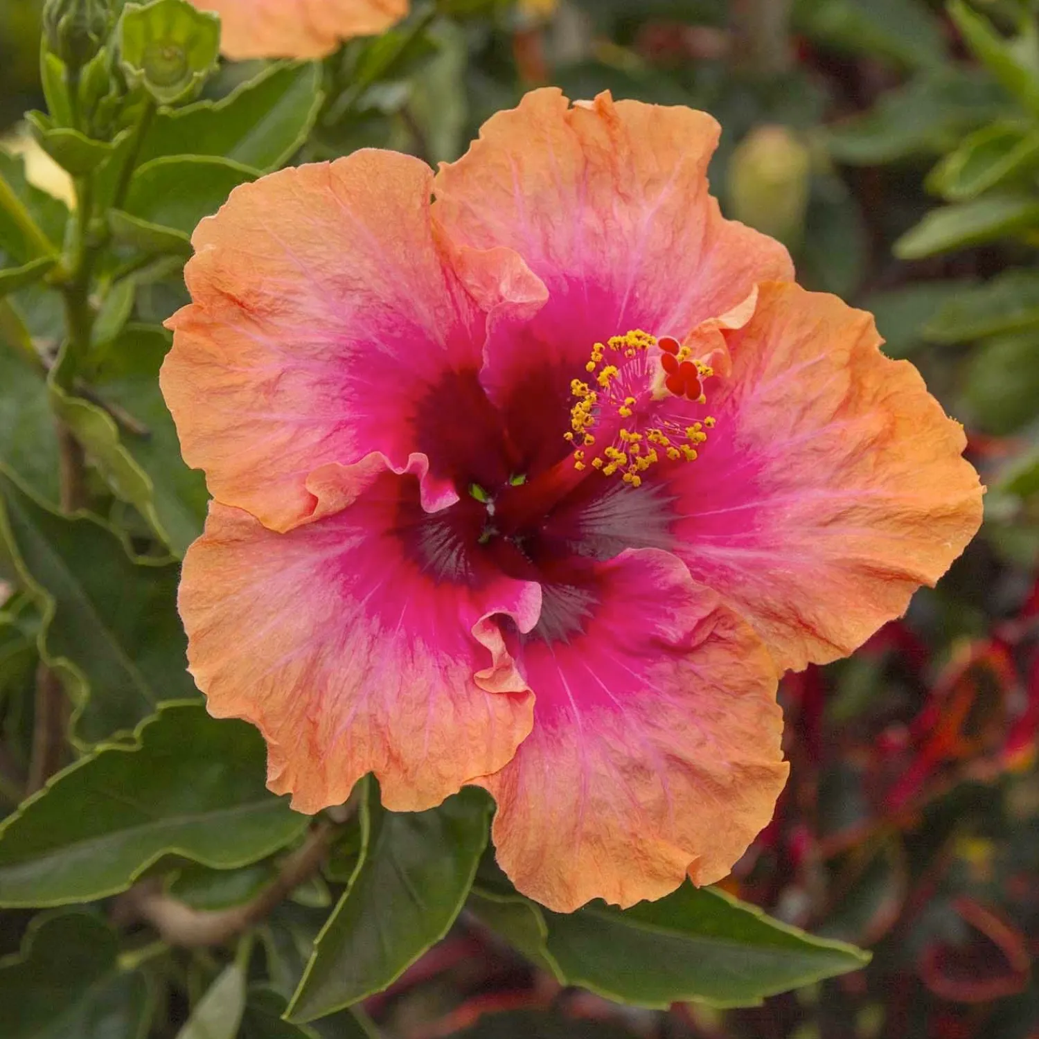 hibiscus_rosas_erin_rachel__erin_rachel__erin_rachel_hibiscus___gallon_0.webp Hibiscus Rosa-S. 'Erin Rachel - Erin Rachel - Erin Rachel Hibiscus - 2 Gallon>Roger's Gardens Online