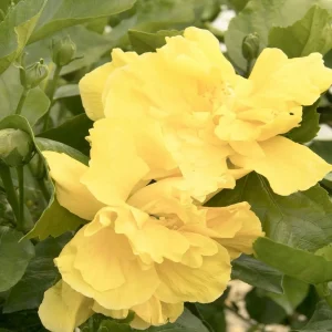 Hibiscus Rosa-S. 'Fullmoon'® - Fullmoon Hibiscus - Patio Tree - 5 Gallon>Roger's Gardens Best Sale