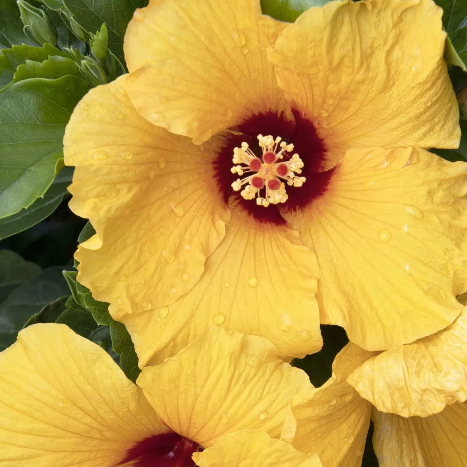 hibiscus_rosas_jazzy_jewel_gold_ppaf___gallon_0.webp Hibiscus Rosa-S. 'Jazzy Jewel Gold'® Ppaf - 5 Gallon>Roger's Gardens Store