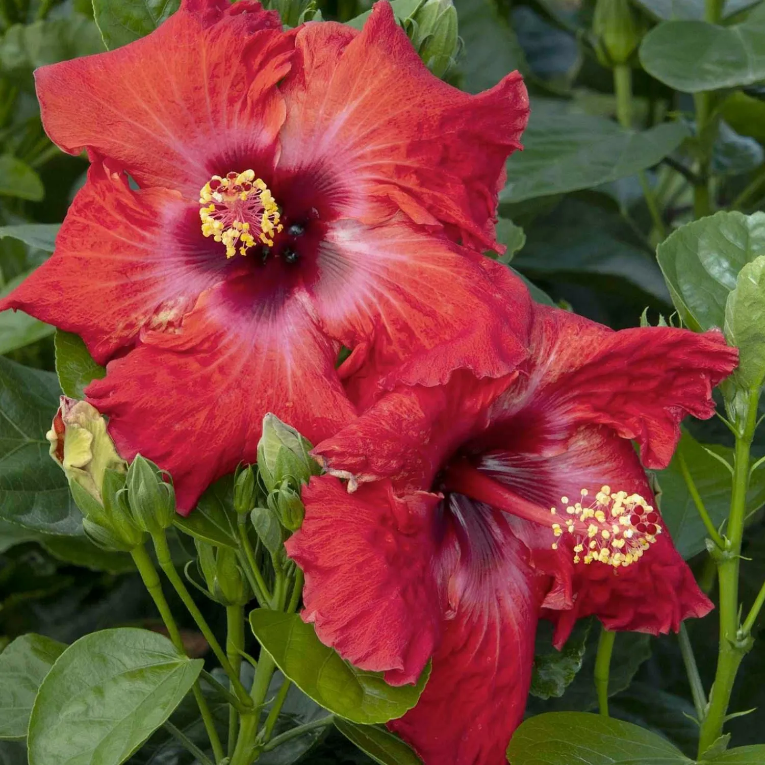 hibiscus_rosas_jazzy_jewel_ruby_ppaf__jazzy_jewel_ruby_hibiscus___gallon_0.webp Hibiscus Rosa-S. 'Jazzy Jewel Ruby'® Ppaf - Jazzy Jewel Ruby Hibiscus - 2 Gallon>Roger's Gardens Outlet