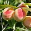 Honey Babe Miniature Peach - 7 Gallon>Roger's Gardens Store