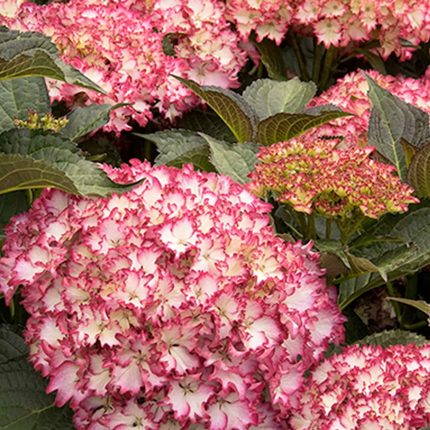 hydrangea_cape_lookout_pp__cape_lookout_hydrangea___gallon_0-1.webp Hydrangea 'Cape Lookout'® Pp - Cape Lookout Hydrangea - 5 Gallon>Roger's Gardens Fashion