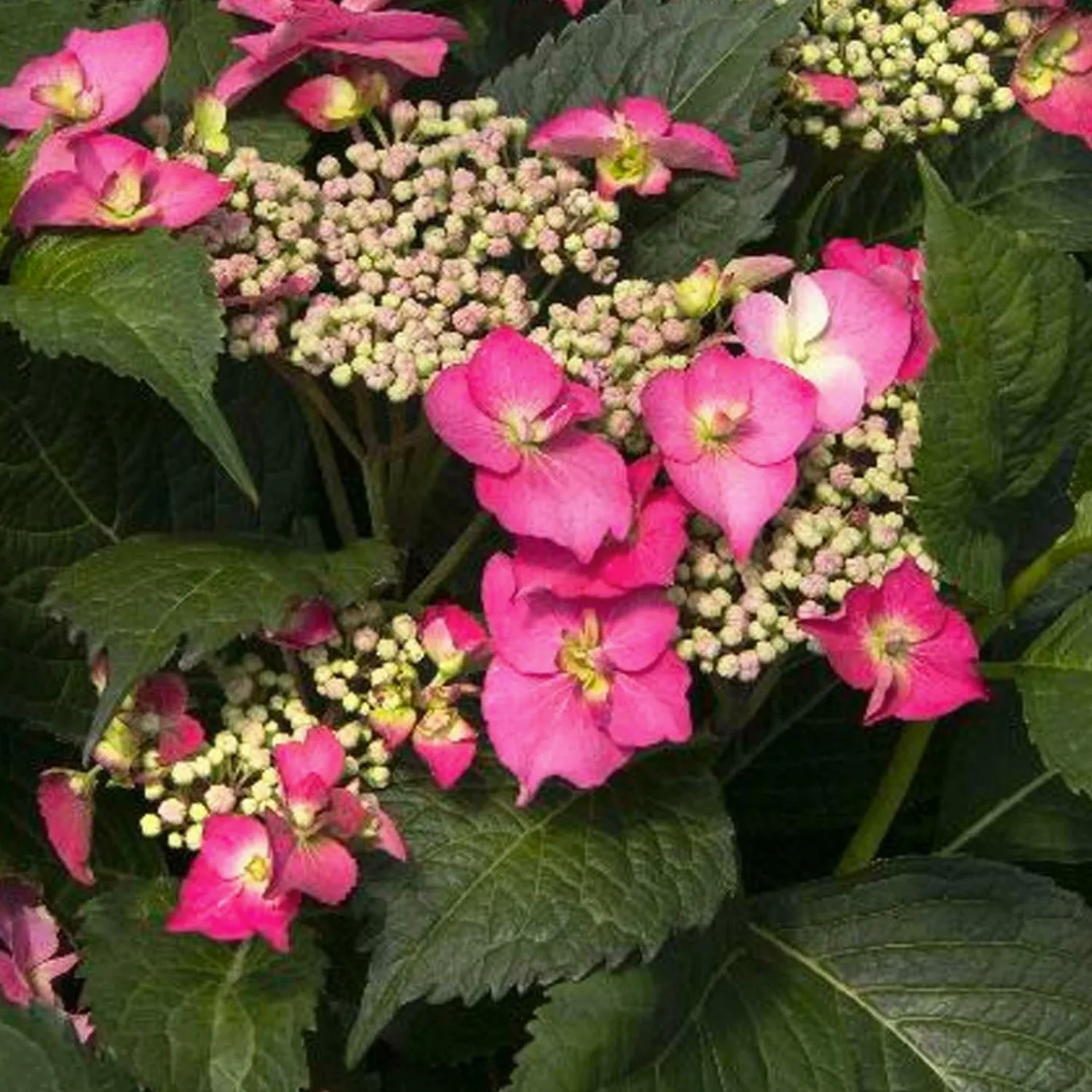 hydrangea_cape_may_pp__cape_may_hydrangea___gallon_0.webp Hydrangea 'Cape May'® Pp - Cape May Hydrangea - 2 Gallon>Roger's Gardens Fashion