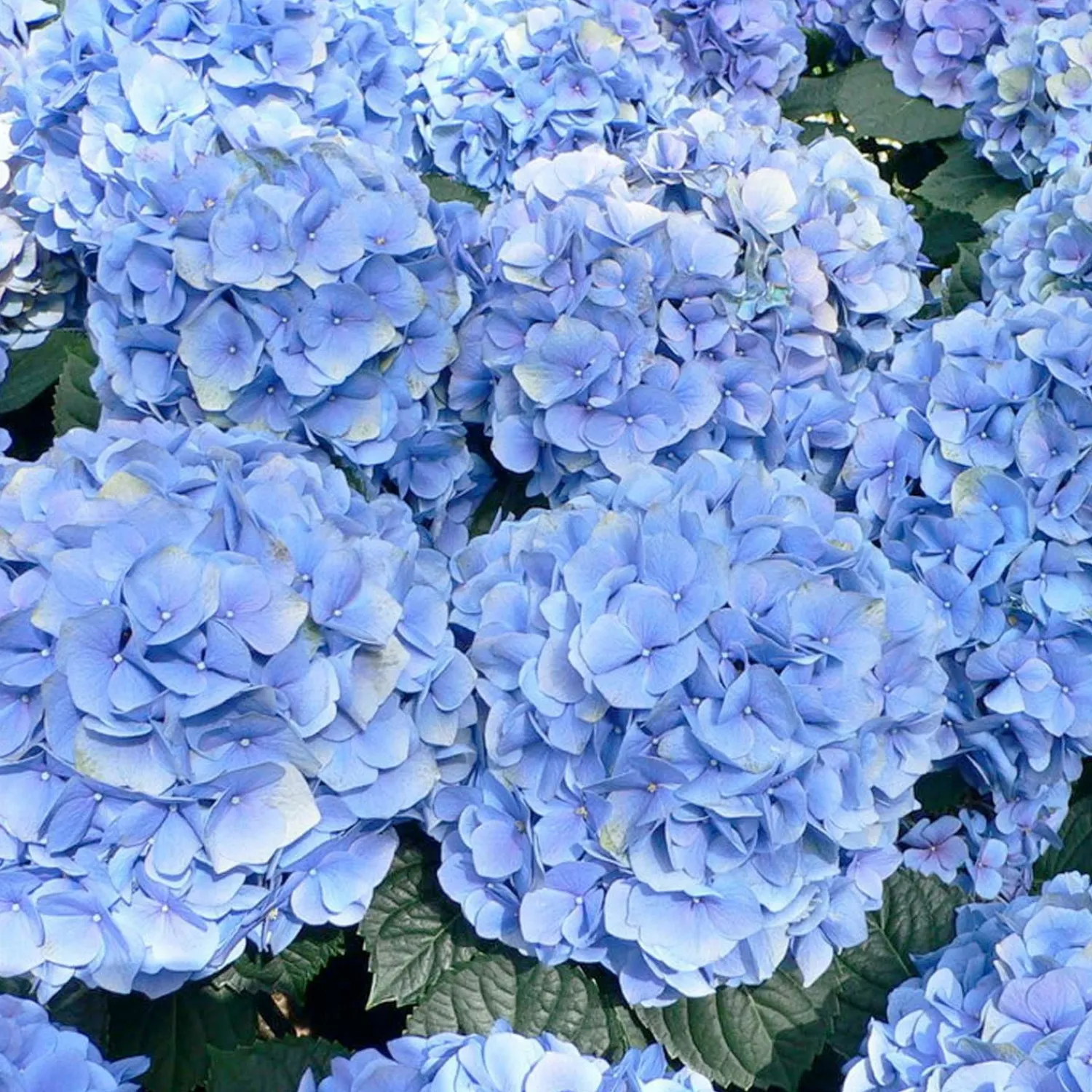 hydrangea_enchantress_pp__blue_enchantress_hydrangea___gallon_0-1.webp Hydrangea 'Enchantress'® Pp - Blue Enchantress Hydrangea - 5 Gallon>Roger's Gardens Online