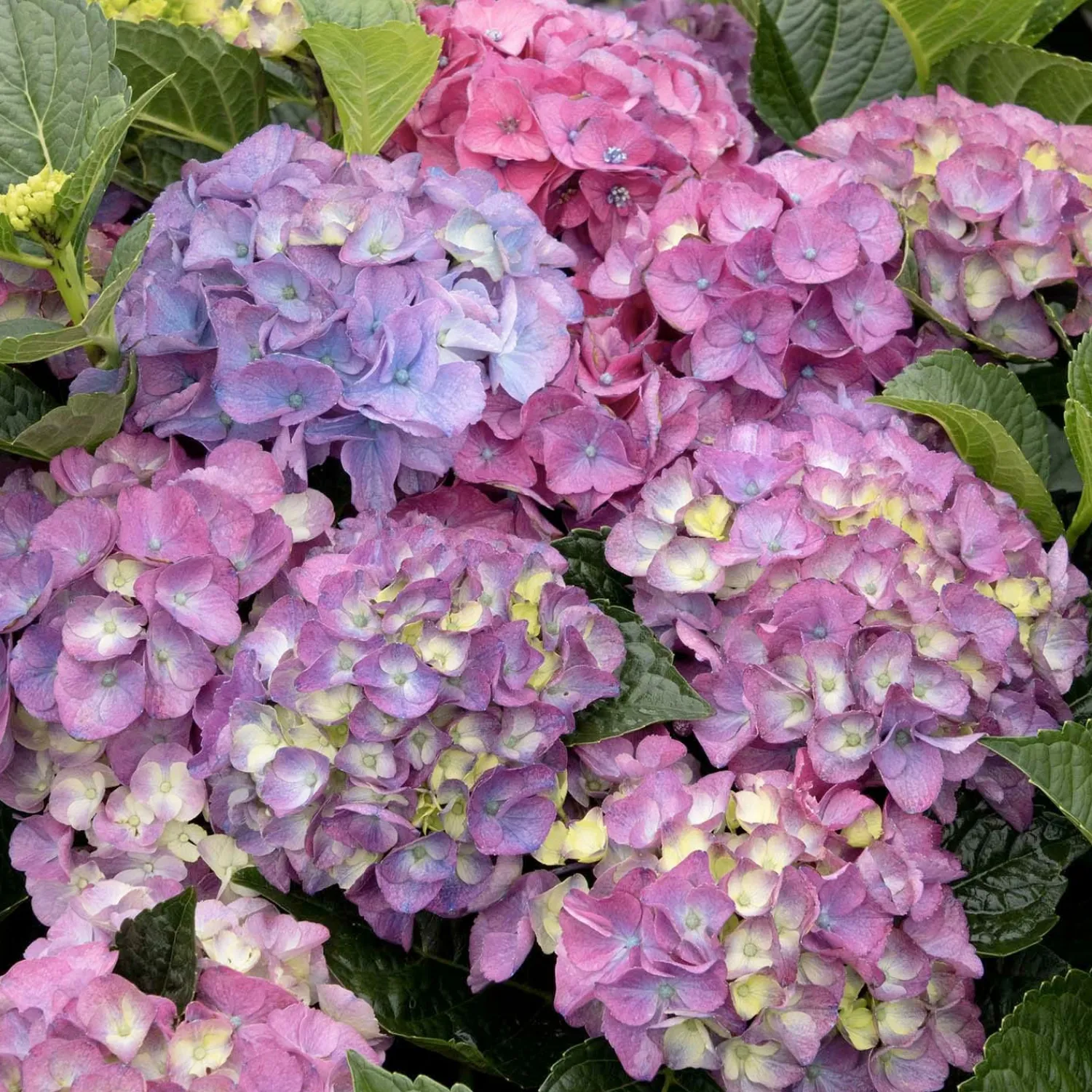 hydrangea_newport_pp__newport_hydrangea___gallon_0.webp Hydrangea 'Newport'® Pp - Newport Hydrangea - 5 Gallon>Roger's Gardens Sale