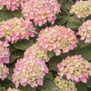 Hydrangea 'Pink N'® Pretty'® - Pink 'N Pretty Hydrangea - 5 Gallon>Roger's Gardens Best Sale