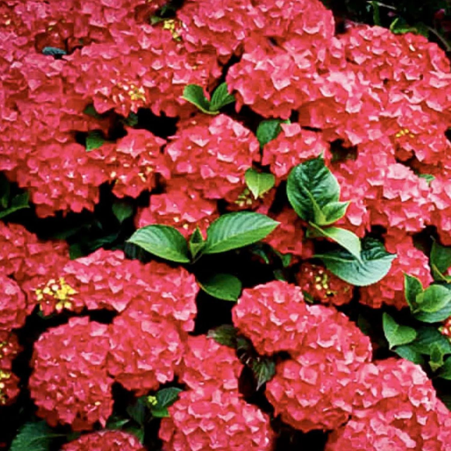 hydrangea_red_n_pretty__red_n_pretty_hydrangea___gallon_0.webp Hydrangea 'Red N'® Pretty'® - Red N'® Pretty Hydrangea - 5 Gallon>Roger's Gardens Shop