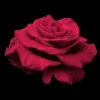 In The Mood - 5 Gallon>Roger's Gardens Online