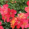 Incendio - 5 Gallon>Roger's Gardens Best