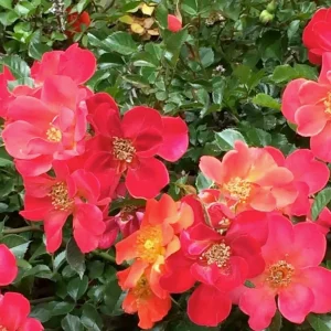 Incendio - 5 Gallon>Roger's Gardens Best