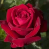 Ingrid Bergman - 15 Gallon>Roger's Gardens Hot