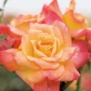 Joseph's Coat - 5 Gallon>Roger's Gardens Sale