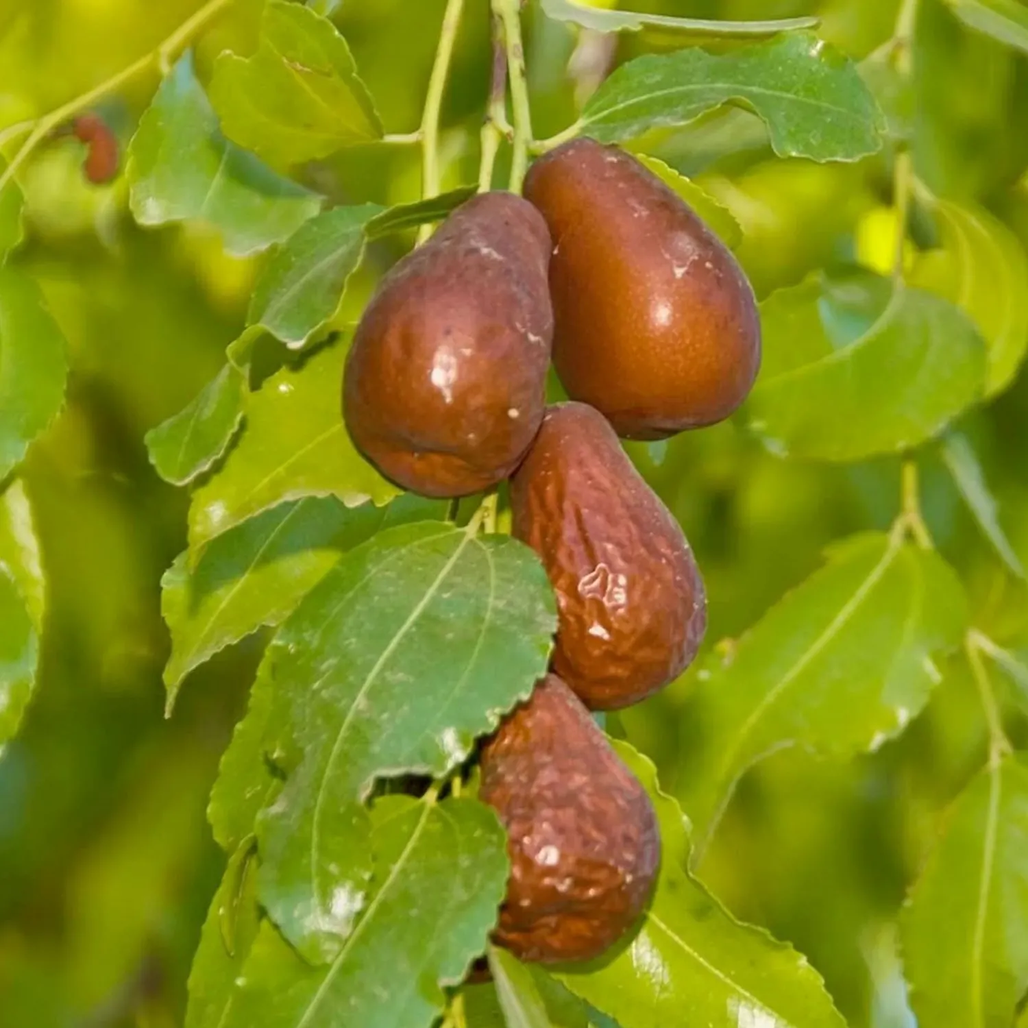 jujube_lang___gallon_0.webp Jujube 'Lang' - #5 Gallon>Roger's Gardens Sale