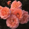 Jump For Joy - 5 Gallon>Roger's Gardens Discount
