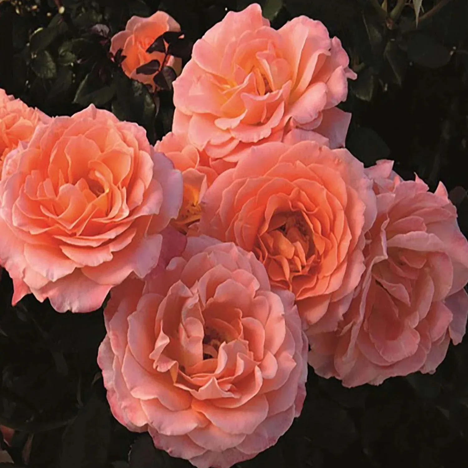 jump_for_joy___gallon_0.webp Jump For Joy - 5 Gallon>Roger's Gardens Discount