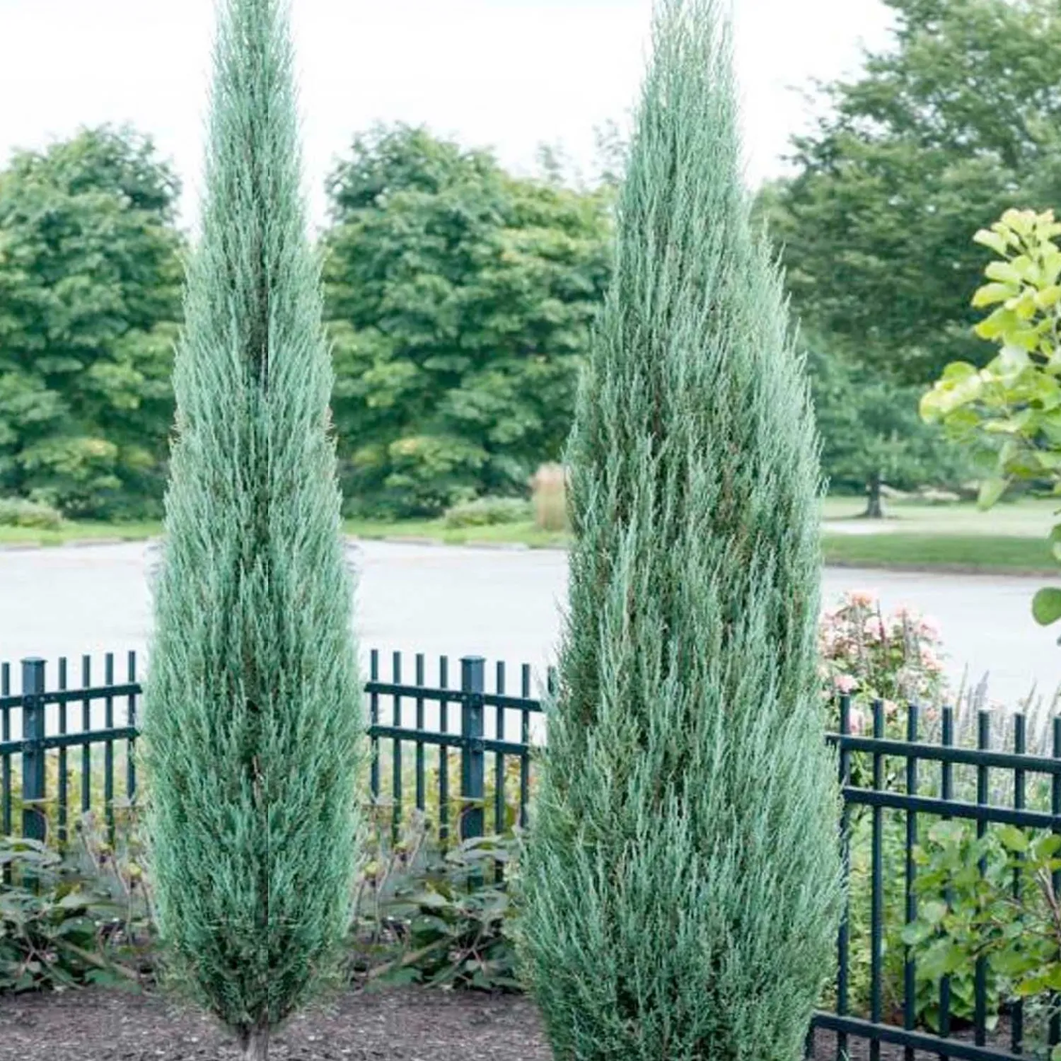 juniperus_blue_arrow__blue_arrow_juniper___gallon_0-1.webp Juniperus 'Blue Arrow' - Blue Arrow Juniper - 25 Gallon>Roger's Gardens Cheap