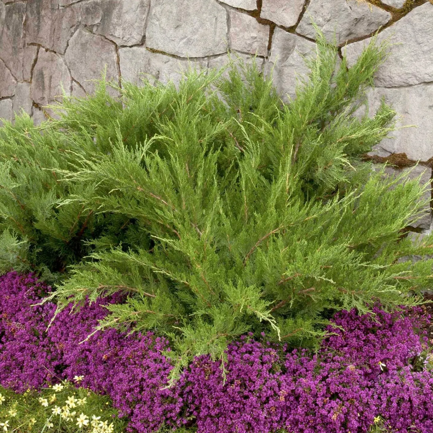 juniperus_chin_mint_julep__mint_julep_juniper___gallon_0-1.webp Juniperus Chin. 'Mint Julep'® - Mint Julep Juniper - 2 Gallon>Roger's Gardens Best Sale