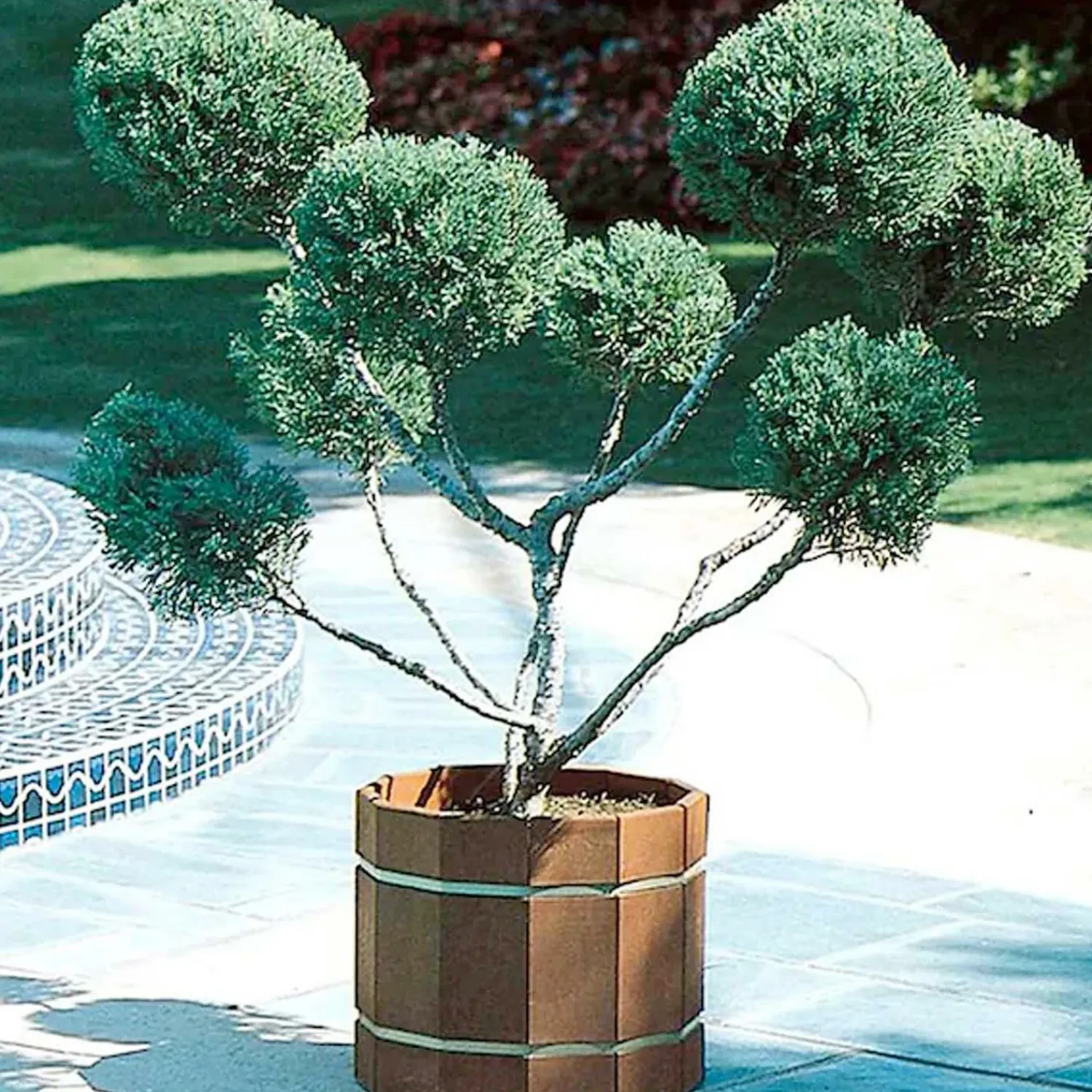 juniperus_chin_mint_julep__mint_julep_juniper__pompom___gallon_0.webp Juniperus Chin. 'Mint Julep'® - Mint Julep Juniper - Pompom - 5 Gallon>Roger's Gardens Best