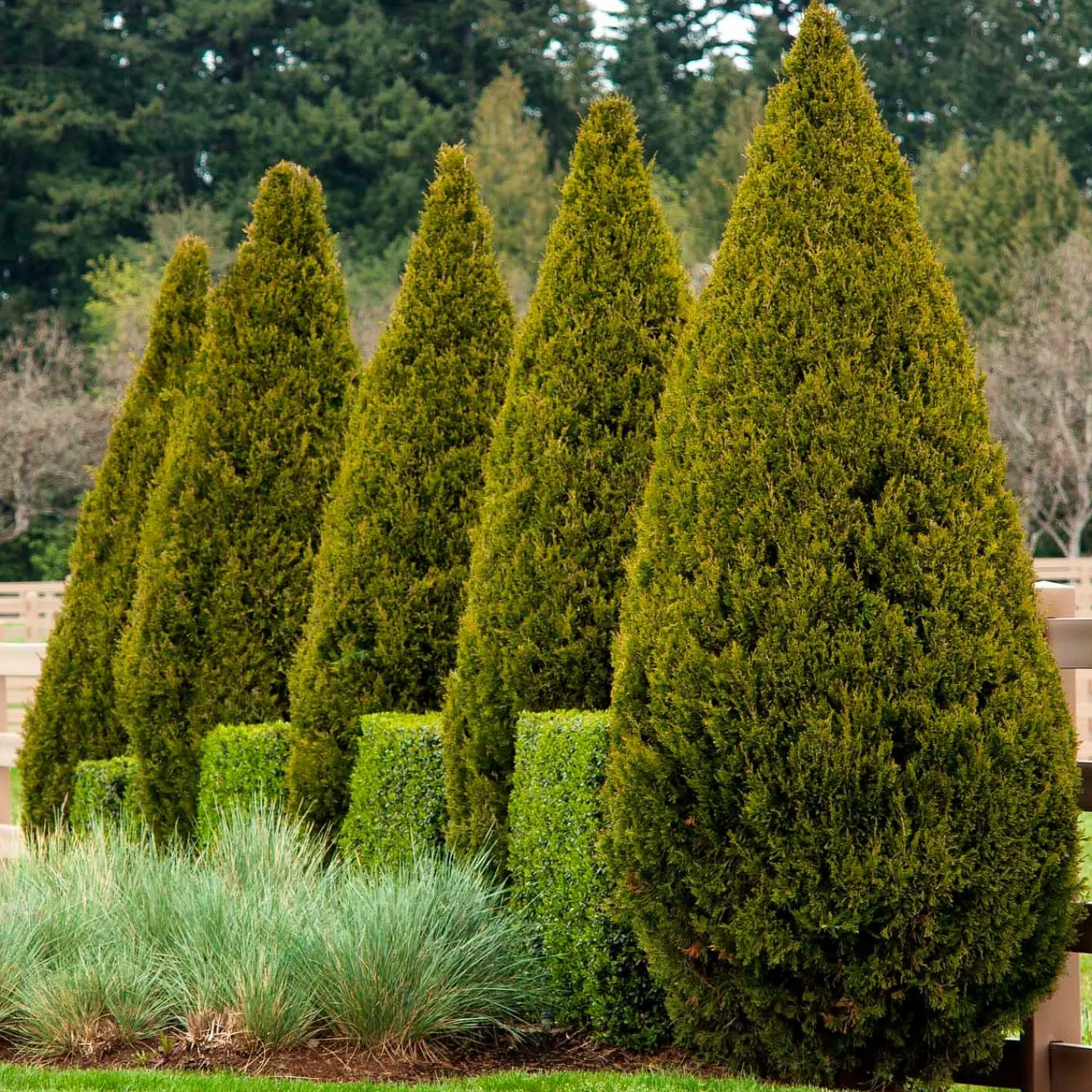 juniperus_chinensis_spartan__spartan_juniper___gallon_0.webp Juniperus Chinensis 'spartan' - Spartan Juniper - 5 Gallon>Roger's Gardens Clearance