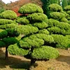 Juniperus Chinensis 'Torulosa' - Hollywood Juniper - Oriental Pompom - 10 Gallon>Roger's Gardens Sale
