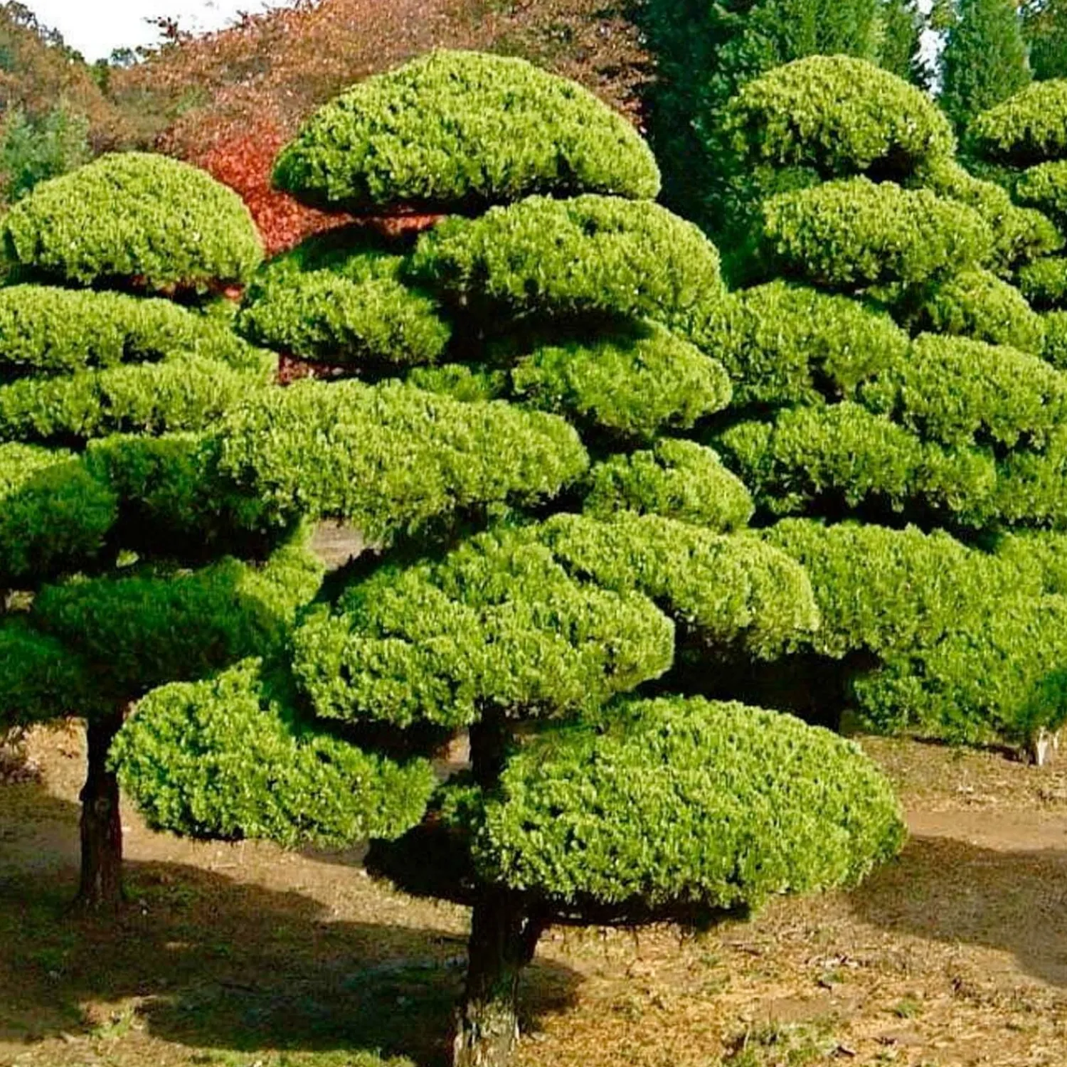 juniperus_chinensis_torulosa__hollywood_juniper__oriental_pompom___gallon_0.webp Juniperus Chinensis 'Torulosa' - Hollywood Juniper - Oriental Pompom - 10 Gallon>Roger's Gardens Sale