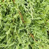 Juniperus H. 'Prince Of Wales' - Prince Of Wales' - Prince Of Wales Juniper - 2>Roger's Gardens Discount