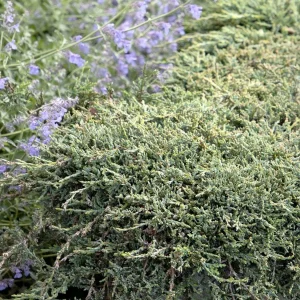 Juniperus Horiz. 'Icee Blue'® - Icee Blue Juniper - 2 Gallon>Roger's Gardens Cheap