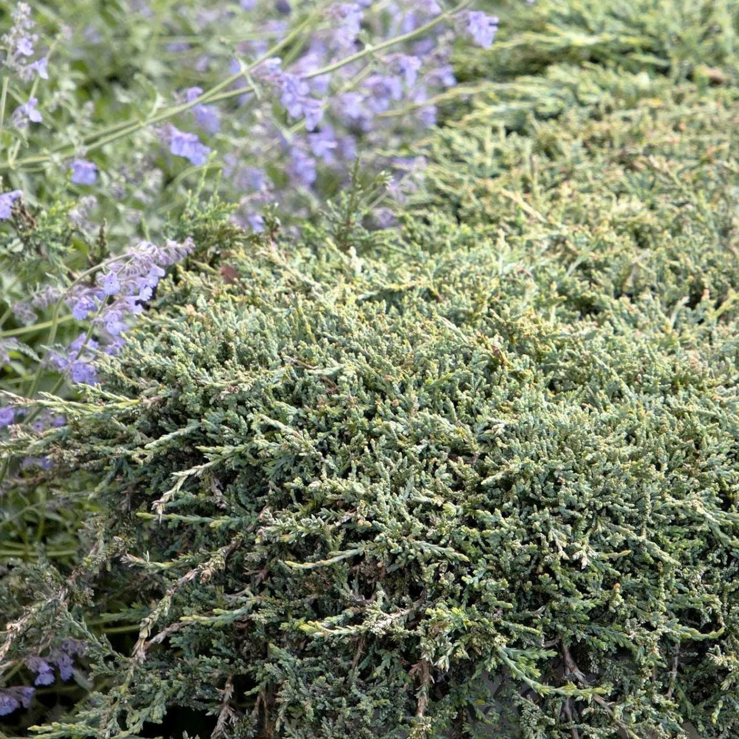 juniperus_horiz_icee_blue__icee_blue_juniper___gallon_0-1.webp Juniperus Horiz. 'Icee Blue'® - Icee Blue Juniper - 2 Gallon>Roger's Gardens Cheap