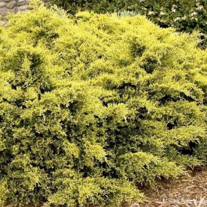 Juniperus Pfitz. 'sea Of Gold'® Pp - Sea Of Gold Juniper - 1 Gallon>Roger's Gardens Store