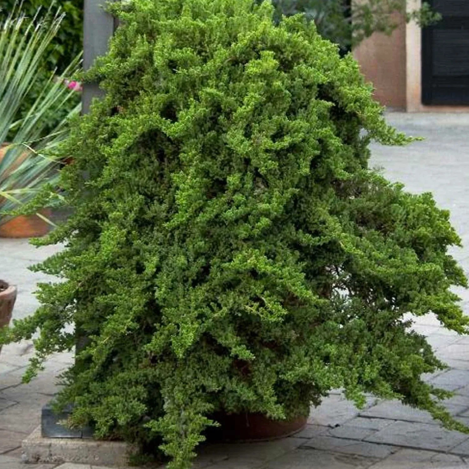 juniperus_procumbens_nana__dwarf_japanese_garden_juniper___gallon_0-1.webp Juniperus Procumbens 'Nana' - Dwarf Japanese Garden Juniper - 5 Gallon>Roger's Gardens Store