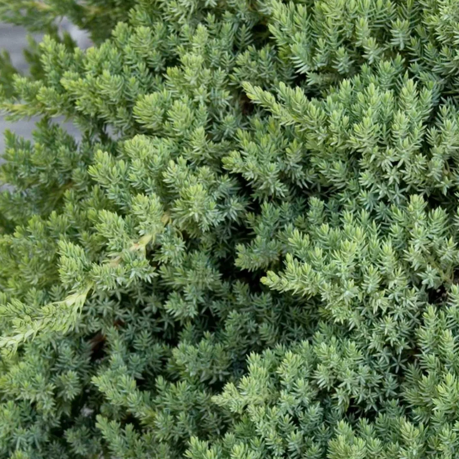 juniperus_procumbens_nana__dwarf_japanese_garden_juniper___gallon_0.webp Juniperus Procumbens 'Nana' - Dwarf Japanese Garden Juniper - 2 Gallon>Roger's Gardens Discount