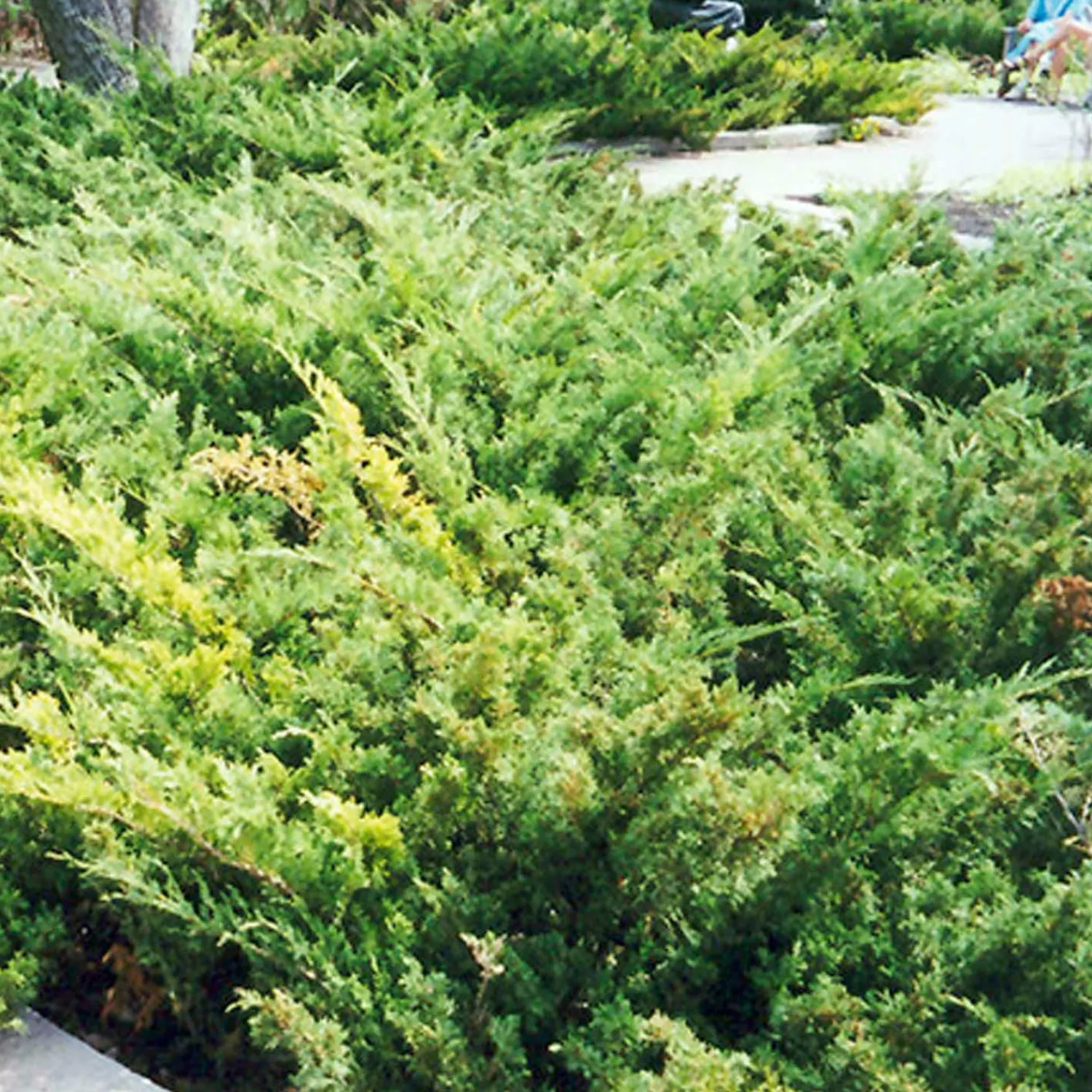 juniperus_sabina_arcadia__arcadia_juniper___gallon_0.webp Juniperus Sabina 'Arcadia' - Arcadia Juniper - 2 Gallon>Roger's Gardens Best Sale