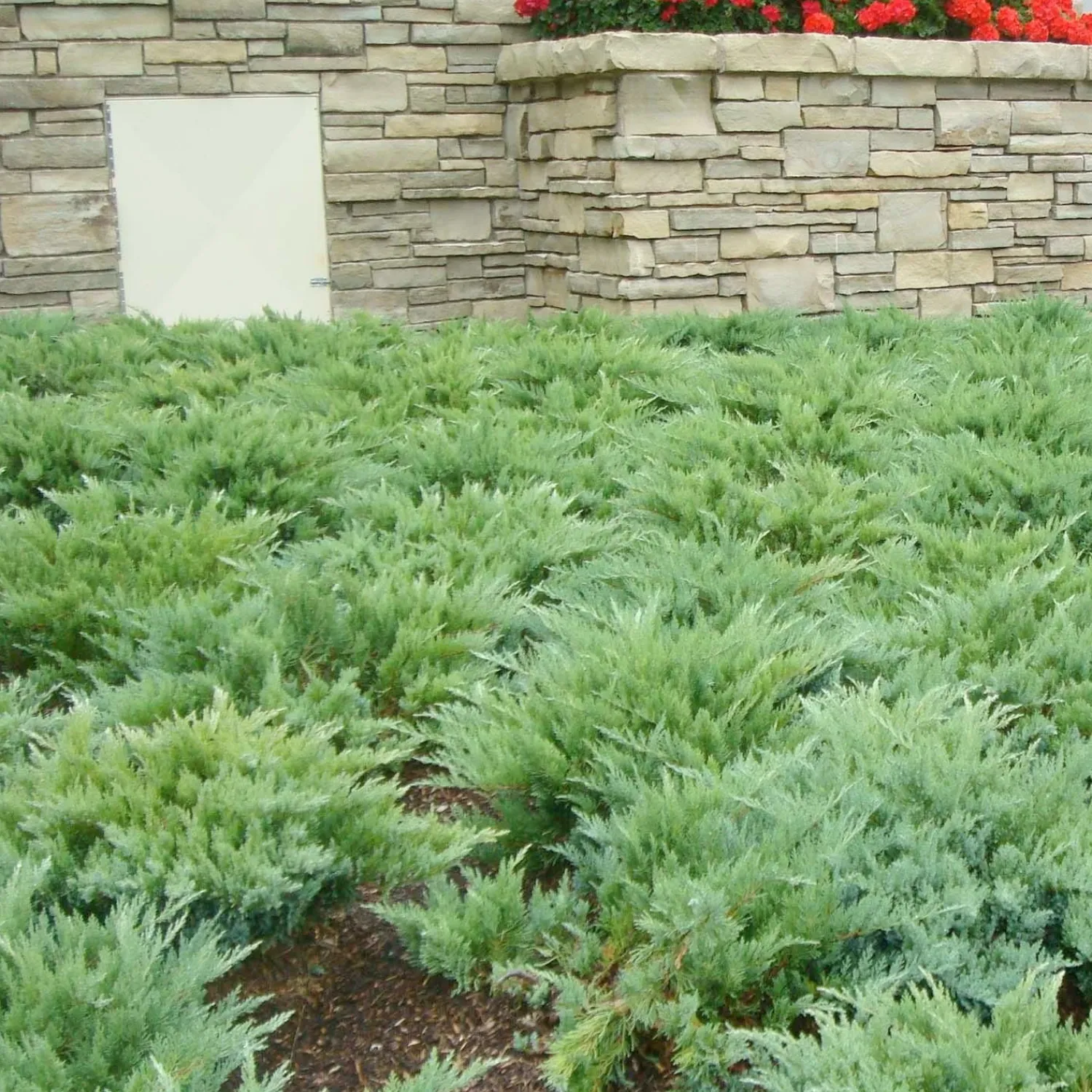 juniperus_sabina_moor_dense__moordense_juniper___gallon_0.webp Juniperus Sabina 'Moor Dense'® - Moor-Dense Juniper - 1 Gallon>Roger's Gardens Store