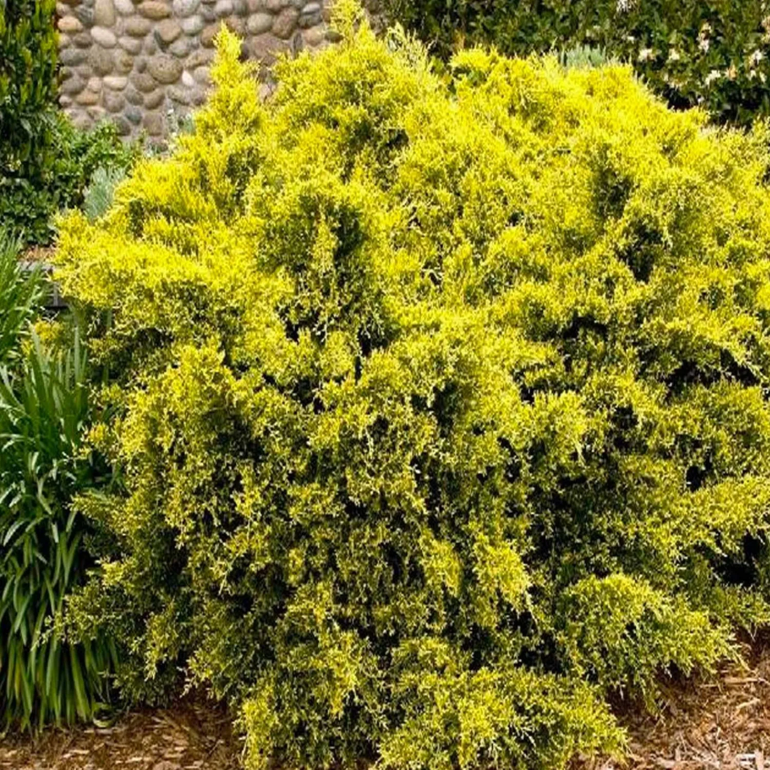 juniperus_sea_of_gold_pp__sea_of_gold_juniper___gallon_0.webp Juniperus 'sea Of Gold'® Pp - Sea Of Gold Juniper - 2 Gallon>Roger's Gardens Shop