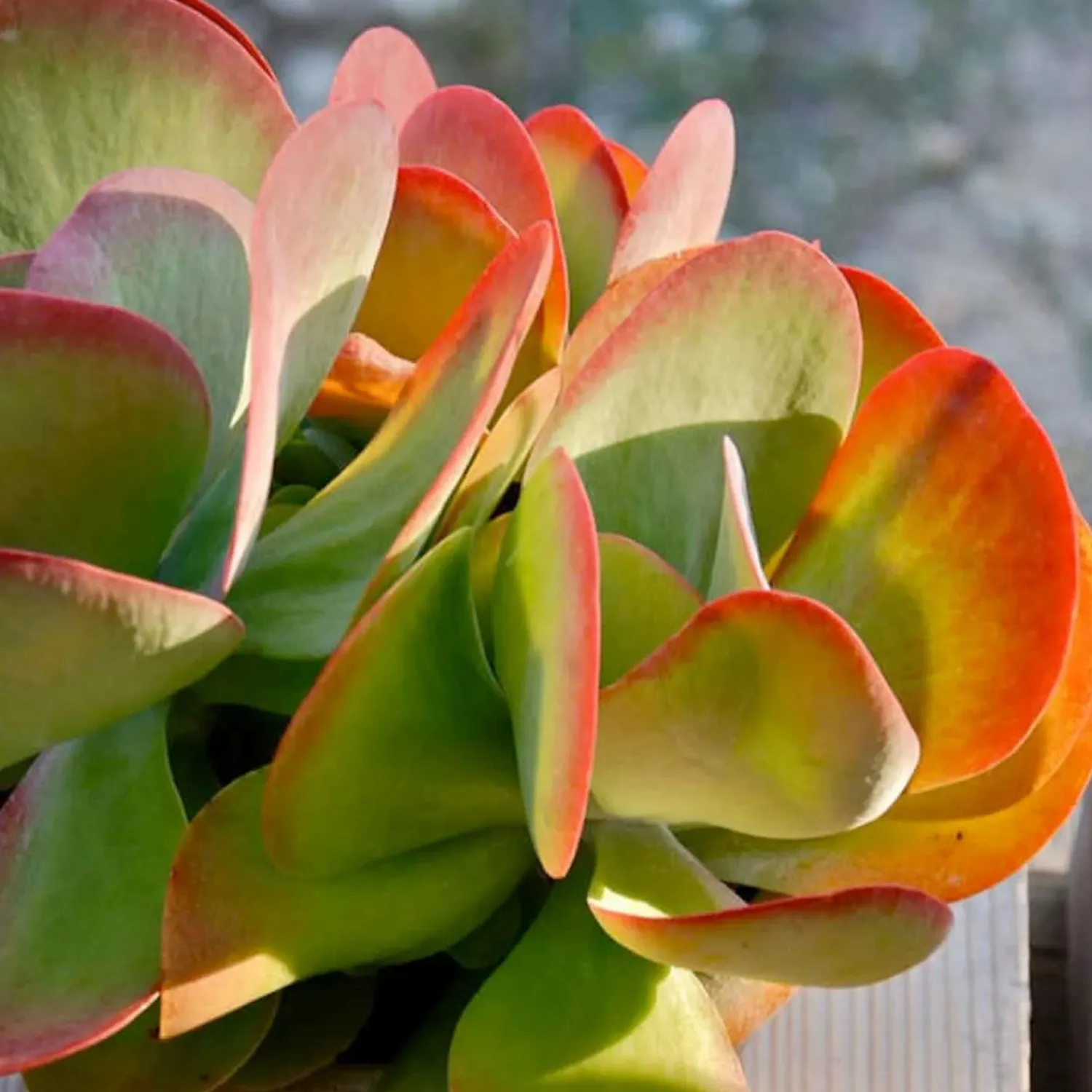kalanchoe_desert_rose__desert_rose_paddle_plant___gallon_0.webp Kalanchoe 'Desert Rose' - Desert Rose Paddle Plant - 2 Gallon>Roger's Gardens Cheap